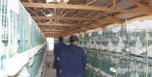 國務(wù)院出臺專項政策，家禽業(yè)迎來發(fā)展新機遇