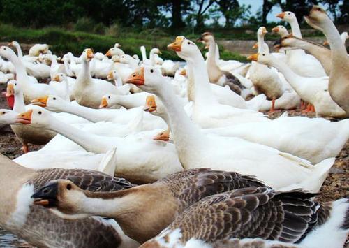 農村放養家禽的可行性與實踐指南