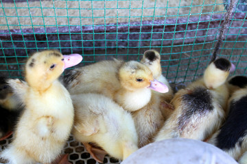 家禽雛禽與農作物的共生關系