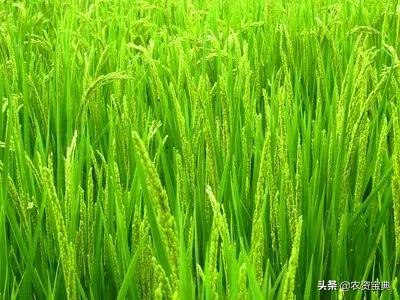 2020年全國農作物病蟲害發生情況分析 預計達45億畝次，小麥為重災區