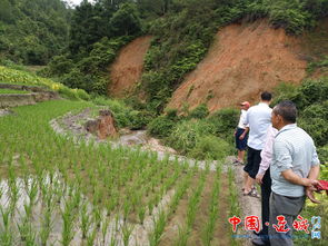 農業技術人員深入田間指導水果災后生產恢復