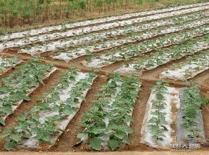 苗木 農業與園林的基礎構建者