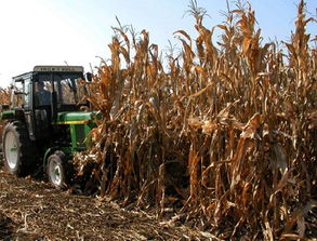 河北吳橋農作物秸稈變身植物炭遠銷海外，助推綠色苗木產業