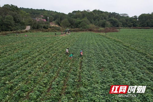 永州東安 農作物豐收忙采收，田間忙碌好風景