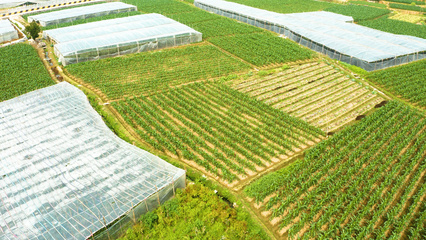 4K航拍視角下的農田與水果之美