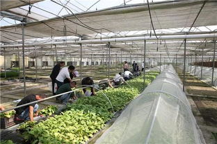 “空降”上億天敵大軍，寧鄉以蟲治蟲守護綠色家園