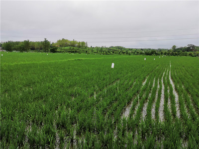綠色防控繪新篇 河南商城縣榮獲全國(guó)農(nóng)作物病蟲(chóng)害“綠色防控示范縣”稱(chēng)號(hào)