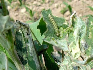綠色果園守護(hù)者 生物防治技術(shù)在水果病蟲(chóng)害管理中的應(yīng)用與展望