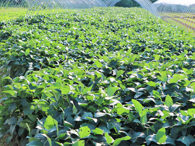 農(nóng)村大嫂巧種反季甜瓜，一年兩茬創(chuàng)收旺，畝入過(guò)萬(wàn)笑開(kāi)顏