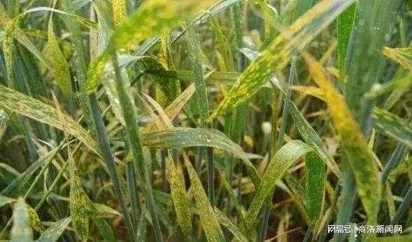 陜西加強(qiáng)農(nóng)作物病蟲害防治 財(cái)政補(bǔ)助筑牢農(nóng)業(yè)生產(chǎn)安全防線