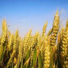 270家國家種業(yè)陣型企業(yè)名單公布 種業(yè)振興有了“領(lǐng)頭雁”，苗木產(chǎn)業(yè)迎來新機(jī)遇